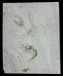 Three Cretaceous Fossil Shrimp - Lebanon #61564-1